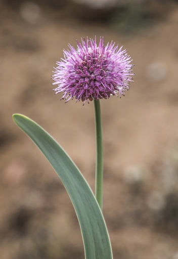 Allium carolinianum